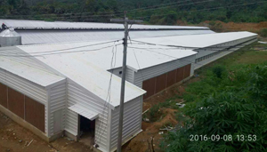 Philippines Broiler Chicken Shed