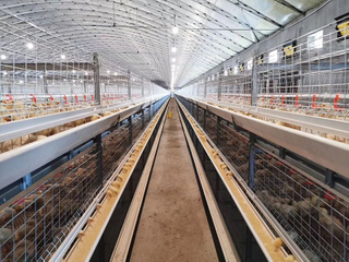 Automatic Poultry Cage for Broiler 