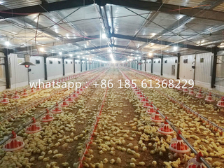  Automatic Broiler Poultry Feeding System