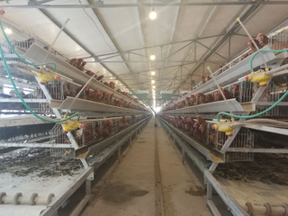 A Type automatic Layer chicken cage