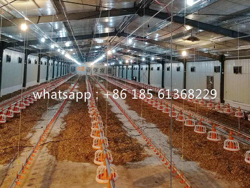  Automatic Broiler Poultry Feeding System