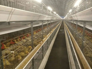 Meat Duck Cage Equipment 
