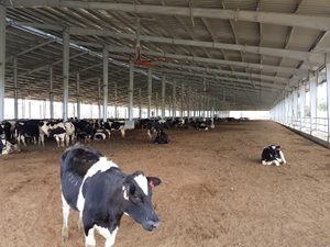 Low Cost Dairy Cow Farm Shed
